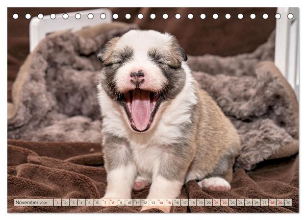 Produktbild: Bezaubernde Islandhundewelpen (Tischkalender 2026 DIN A5 quer), CALVENDO Monatskalender