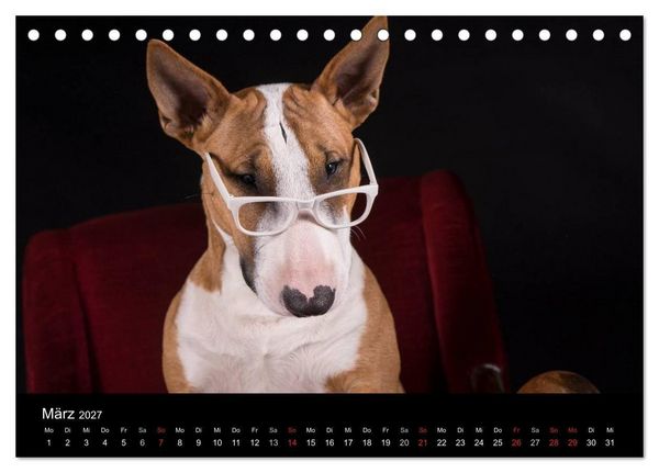Produktbild: Bullterrier (Tischkalender 2027 DIN A5 quer), CALVENDO Monatskalender