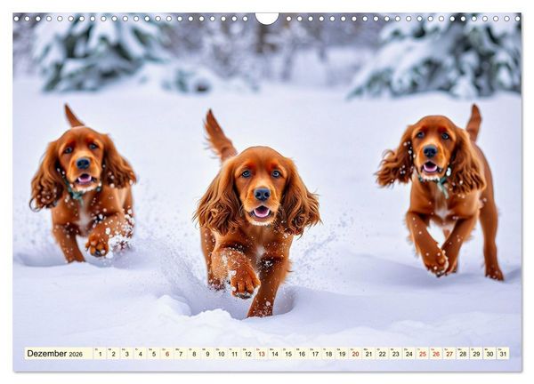 Produktbild: American Cocker Spaniel (Wandkalender 2026 DIN A3 quer), CALVENDO Monatskalender