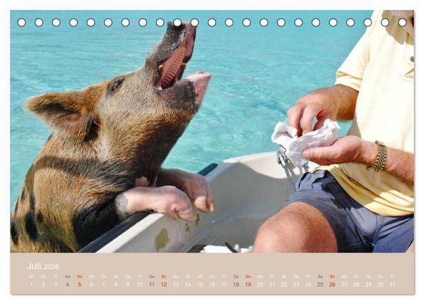 Produktbild: Schwimmende Schweine auf den Bahamas! (Tischkalender 2026 DIN A5 quer), CALVENDO Monatskalender