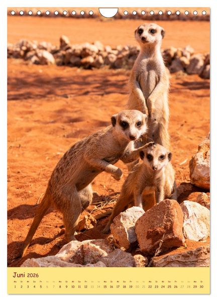 Produktbild: Erdm&auml;nnchen - Eine Kolonie in der Kalahari (Wandkalender 2026 DIN A4 hoch), CALVENDO Monatskalender