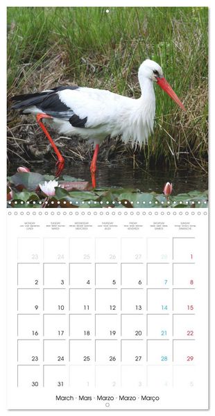 Produktbild: Au gr&eacute; des plumes (Calendrier mural carr&eacute; 2026 30x30 cm) Calendrier double avec une page pour vos prises de notes