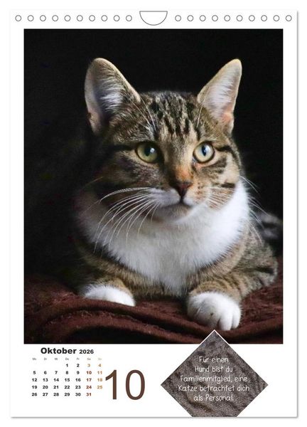 Produktbild: Wilde T&auml;tzchen, sanfte Pf&ouml;tchen (Wandkalender 2026 DIN A4 hoch), CALVENDO Monatskalender