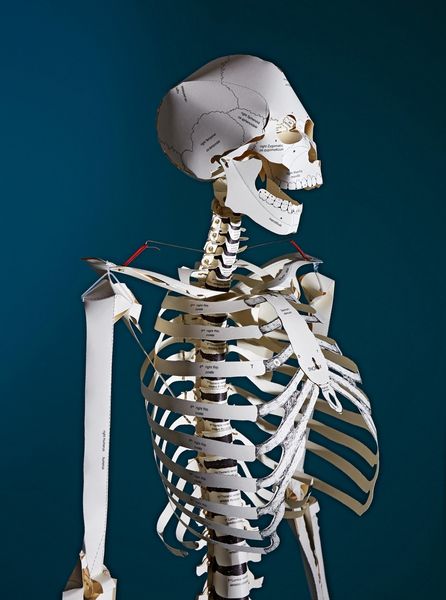 Produktbild: Build Your Own Human Skeleton &ndash; Life Size!