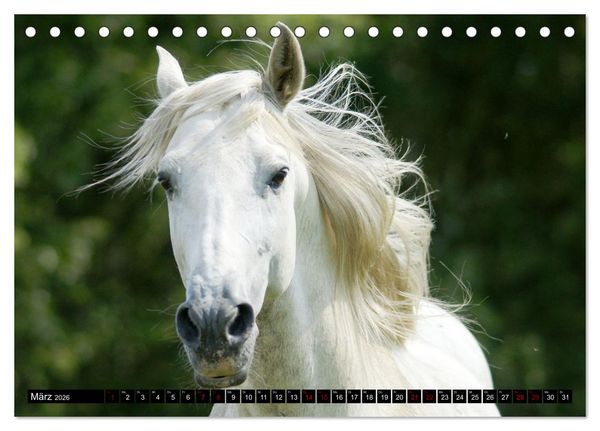 Produktbild: Dein Freund, dein Pferd (Tischkalender 2026 DIN A5 quer), CALVENDO Monatskalender