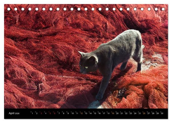 Produktbild: Sehnsucht Hiddensee 2026 (Tischkalender 2026 DIN A5 quer), CALVENDO Monatskalender