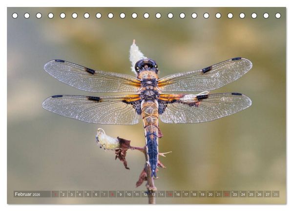 Produktbild: Libellen - Fliegende Edelsteine (Tischkalender 2026 DIN A5 quer), CALVENDO Monatskalender