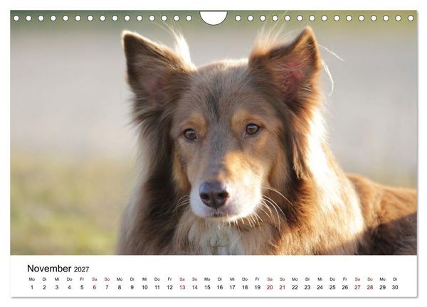 Produktbild: Australian Shepherd - Treue Blicke, wilde Herzen (Wandkalender 2027 DIN A4 quer), CALVENDO Monatskalender