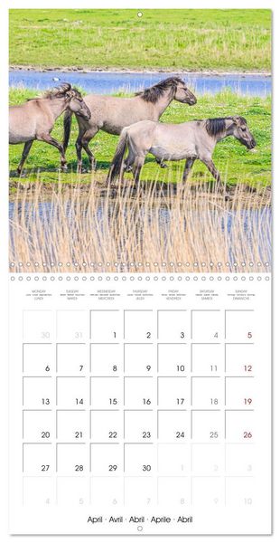 Produktbild: Konik horses (Wall Calendar 2026 12 &times; 12 Inch) CALVENDO 12 Month Wall Calendar