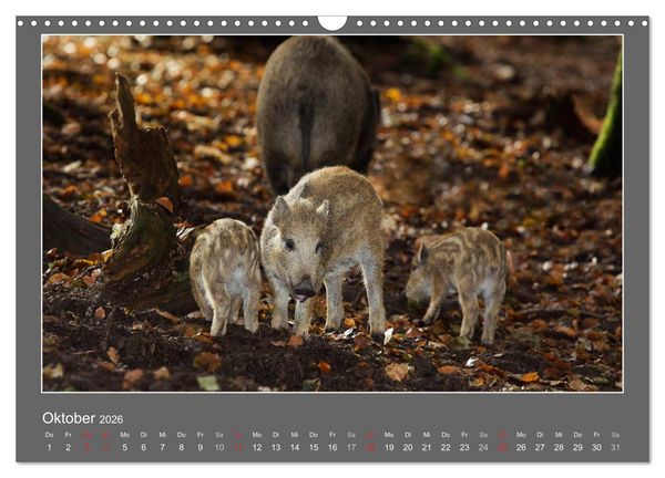 Produktbild: Tierbabys 2026 (Wandkalender 2026 DIN A3 quer), CALVENDO Monatskalender