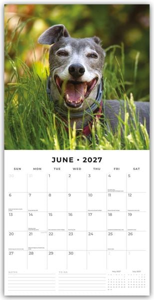 Produktbild: Greyhound &ndash; Windhund 2027 &ndash; 16-Monatskalender