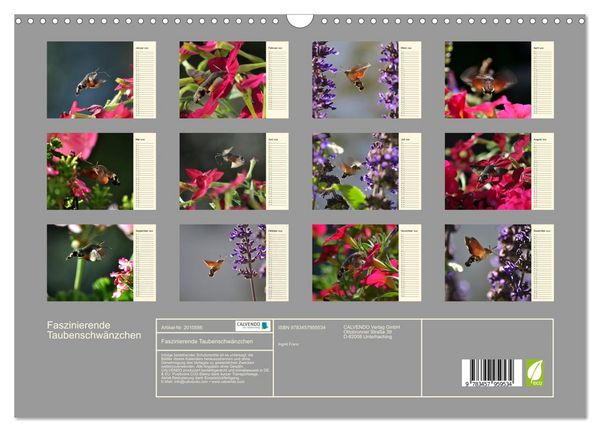 Produktbild: Faszinierende Taubenschw&auml;nzchen (Wandkalender 2026 DIN A3 quer), CALVENDO Monatskalender