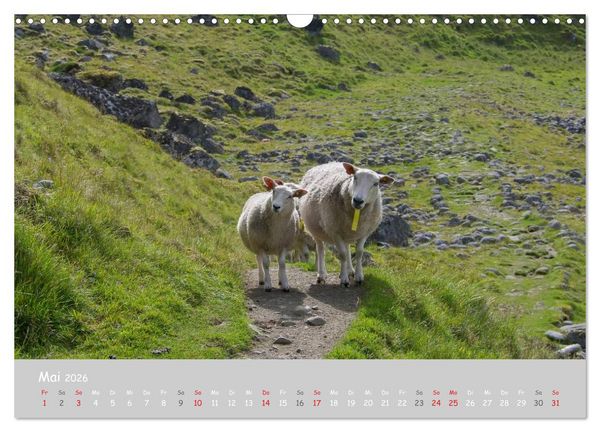 Produktbild: Ganz sch&ouml;n Schaf (Wandkalender 2026 DIN A3 quer), CALVENDO Monatskalender
