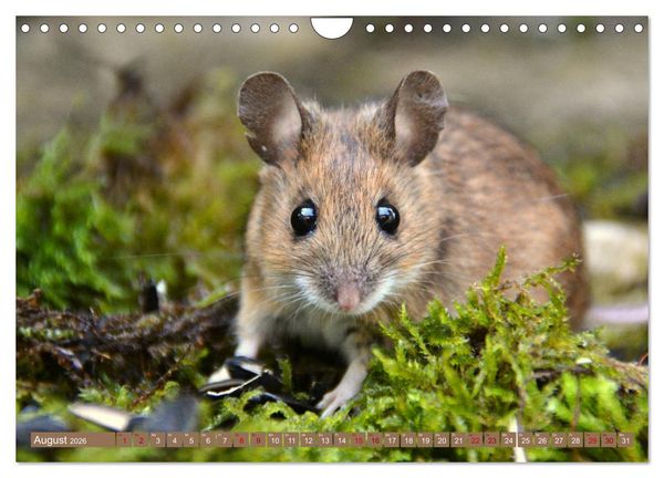 Produktbild: Gr&uuml;sse von der Maus! (Wandkalender 2026 DIN A4 quer), CALVENDO Monatskalender