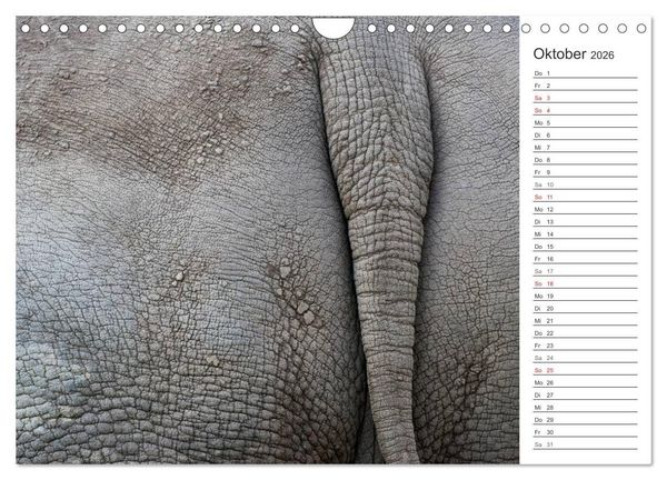 Produktbild: Emotionale Momente: Nash&ouml;rner (Wandkalender 2026 DIN A4 quer), CALVENDO Monatskalender