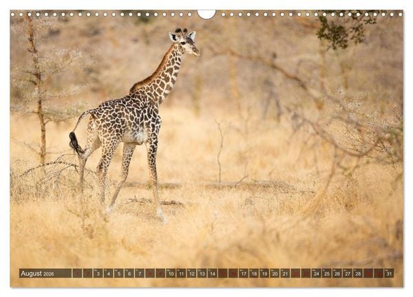 Produktbild: Safari in Tansania (Wandkalender 2026 DIN A3 quer), CALVENDO Monatskalender