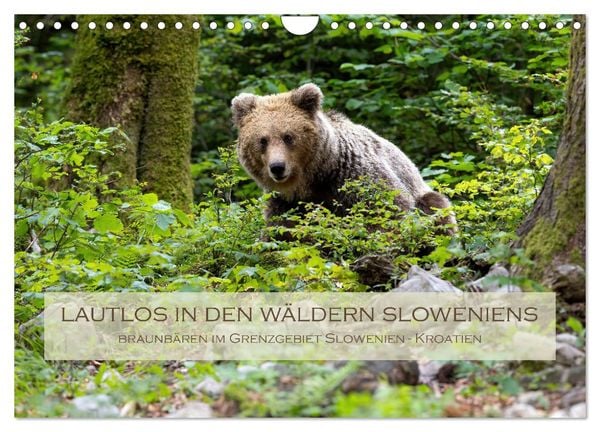 Produktbild: Lautlos in den W&auml;ldern Sloweniens (Wandkalender 2026 DIN A4 quer), CALVENDO Monatskalender