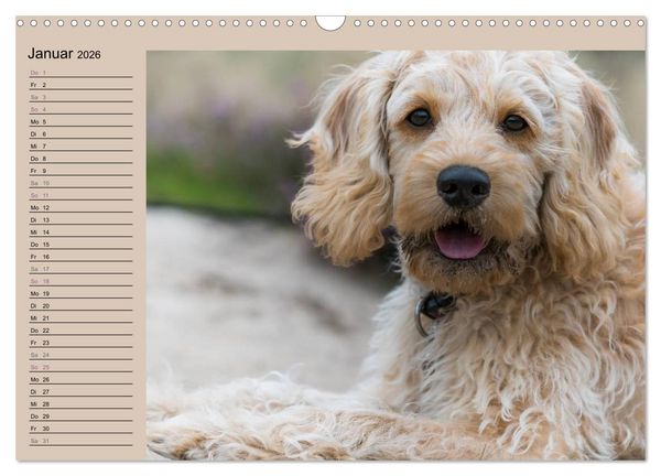 Produktbild: Ein Labradoodle-Welpe in der Heide (Wandkalender 2026 DIN A3 quer), CALVENDO Monatskalender