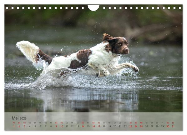 Produktbild: Der kleine M&uuml;nsterl&auml;nder (Wandkalender 2026 DIN A4 quer), CALVENDO Monatskalender