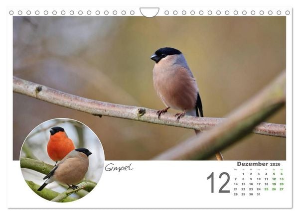 Produktbild: Gefiederte Garteng&auml;ste (Wandkalender 2026 DIN A4 quer), CALVENDO Monatskalender