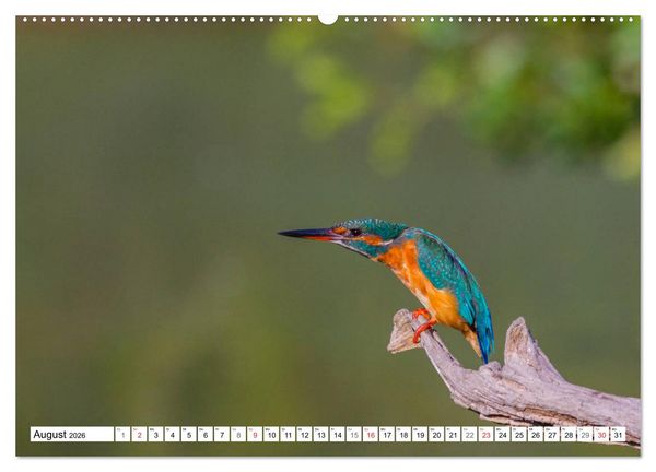 Produktbild: Eisv&ouml;gel (Alcedo atthis) - Edelsteine der Natur (hochwertiger Premium Wandkalender 2026 DIN A2 quer), Kunstdruck in Hochglanz