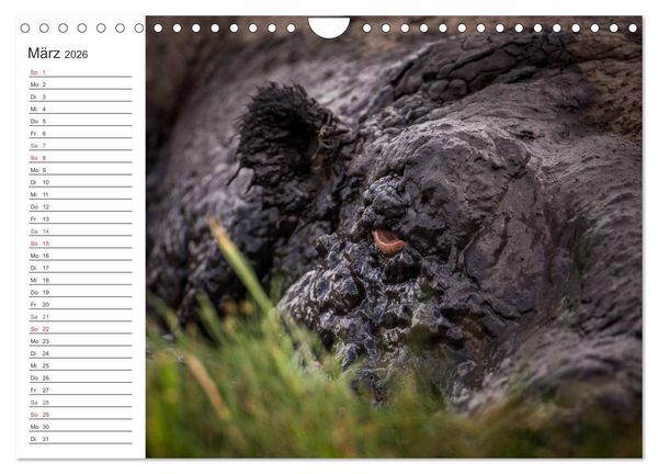 Produktbild: Emotionale Momente: Nilpferde hautnah (Wandkalender 2026 DIN A4 quer), CALVENDO Monatskalender