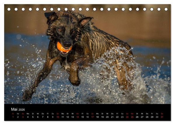 Produktbild: Belgischer Sch&auml;ferhund - Der Malinois in Action (Tischkalender 2026 DIN A5 quer), CALVENDO Monatskalender