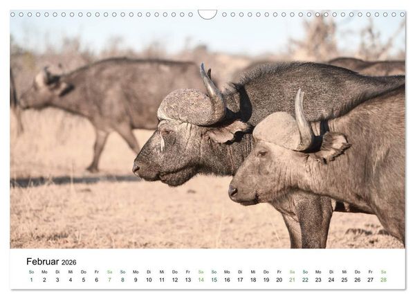 Produktbild: B&uuml;ffel - wild und sch&ouml;n (Wandkalender 2026 DIN A3 quer), CALVENDO Monatskalender