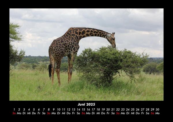 Produktbild: Giraffen 2025 Fotokalender DIN A3