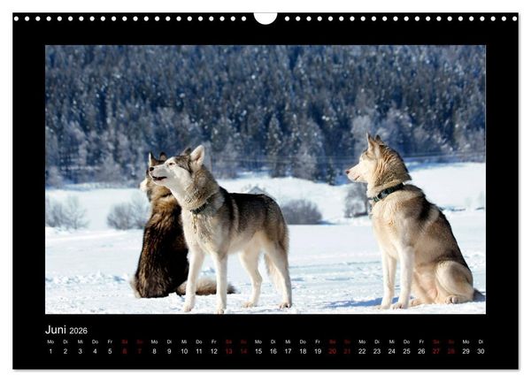 Produktbild: Huskys im Schnee (Wandkalender 2026 DIN A3 quer), CALVENDO Monatskalender