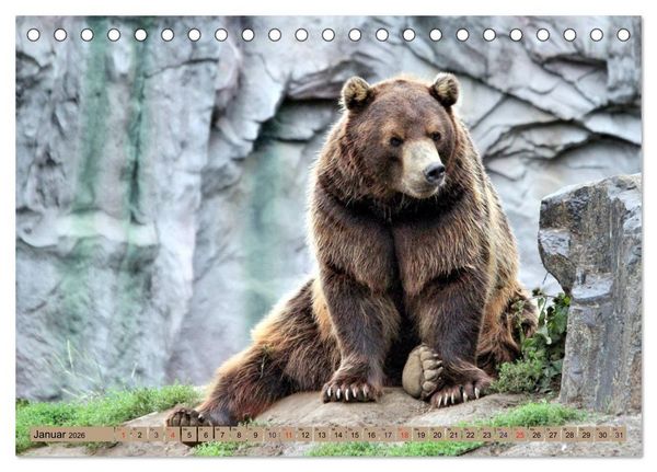 Produktbild: B&auml;ren - Der Eisb&auml;r und der Kamtschatka-Braunb&auml;r (Tischkalender 2026 DIN A5 quer), CALVENDO Monatskalender
