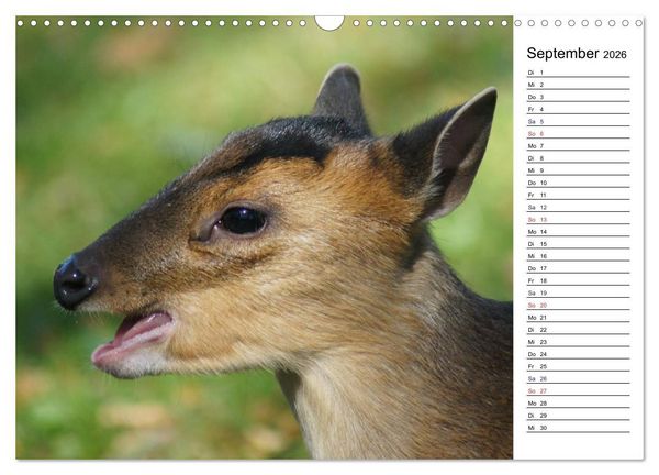 Produktbild: Faszinierende Tierportraits (Wandkalender 2026 DIN A3 quer), CALVENDO Monatskalender