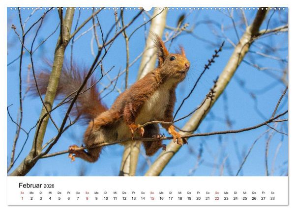 Produktbild: Eichh&ouml;rnchen - Kleine Kobolde im Roten Pelz (hochwertiger Premium Wandkalender 2026 DIN A2 quer), Kunstdruck in Hochglanz
