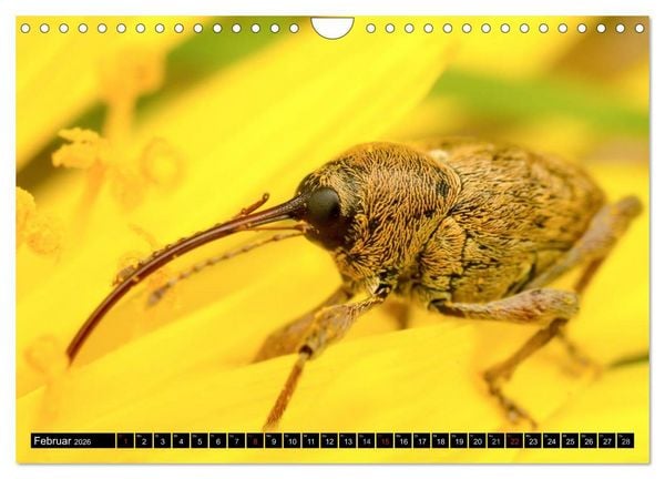 Produktbild: Kleine Wesen &ndash; Makroaufnahmen von einheimischen Insekten (Wandkalender 2026 DIN A4 quer), CALVENDO Monatskalender