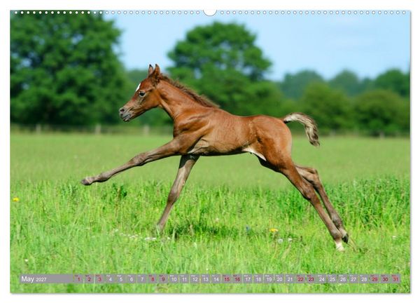Produktbild: The Magic of Happy Foals (High Quality Premium Wall Calendar 2027 DIN A2 landscape),CALVENDO 12 Month Wall Calendar