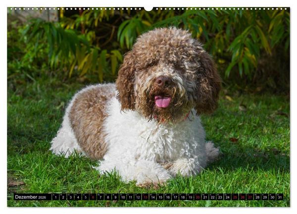 Produktbild: Lagotto Romagnolo - Italienischer Tr&uuml;ffelhund (hochwertiger Premium Wandkalender 2026 DIN A2 quer), Kunstdruck in Hochglanz