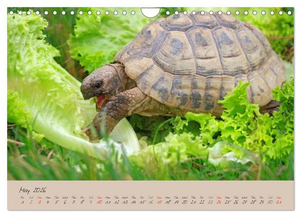 Produktbild: Turtles and Tortoise / UK-Version (Wall Calendar 2026 DIN A4 landscape), CALVENDO 12 Month Wall Calendar