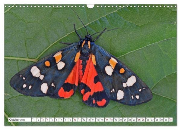 Produktbild: Nachtfalter - heimlich unterwegs, aber unheimlich sch&ouml;n (Wandkalender 2026 DIN A3 quer), CALVENDO Monatskalender