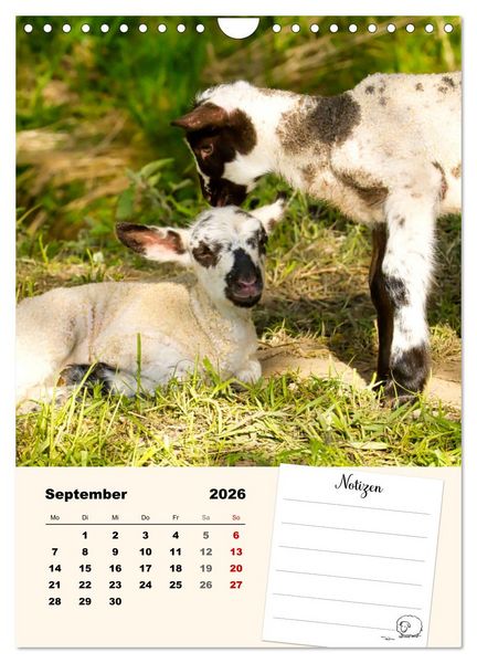 Produktbild: L&auml;mmergl&uuml;ck (Wandkalender 2026 DIN A4 hoch), CALVENDO Monatskalender