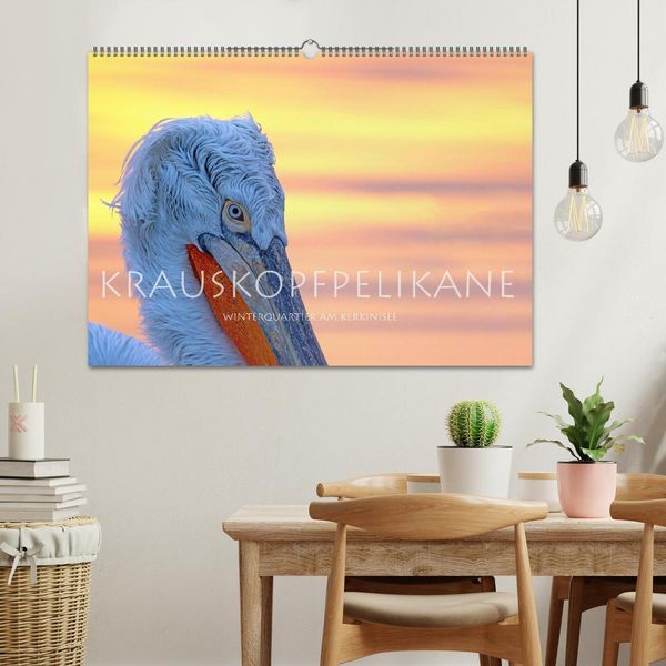 Produktbild: Krauskopfpelikane (Wandkalender 2026 DIN A2 quer), CALVENDO Monatskalender