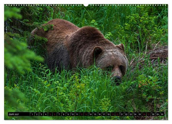 Produktbild: Grizzlys und Geisterb&auml;ren - Glendale Cove, Kanada (hochwertiger Premium Wandkalender 2027 DIN A2 quer), Kunstdruck in Hochglanz
