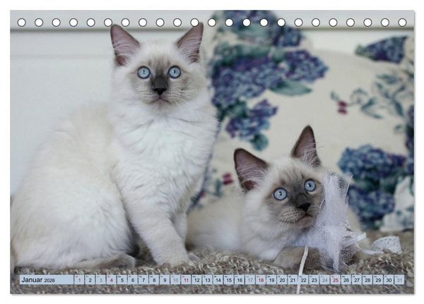 Produktbild: RAGDOLLS Impressionen aus der Kinderstube (Tischkalender 2026 DIN A5 quer), CALVENDO Monatskalender