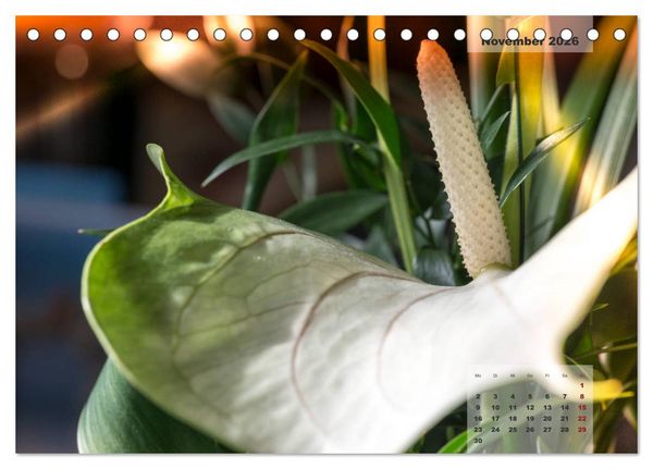 Produktbild: Bl&uuml;ten im Retro-Style (Tischkalender 2026 DIN A5 quer), CALVENDO Monatskalender