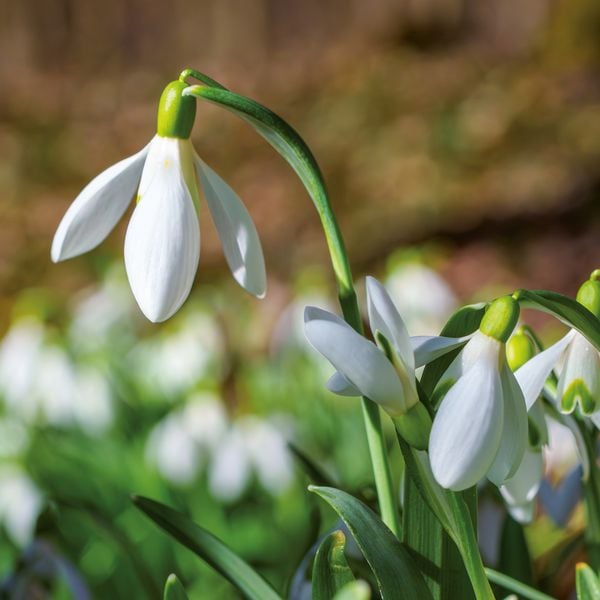 Produktbild: Blumen / Flowers 2027