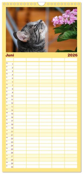 Produktbild: Familienplaner 2026 - Die Launen der Katzen 2026 mit 5 Spalten (Wandkalender, 21 x 45 cm) CALVENDO