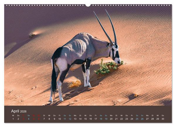 Produktbild: Wildes Leben - Ein Streifzug auf Zehenspitzen (Wandkalender 2026 DIN A2 quer), CALVENDO Monatskalender