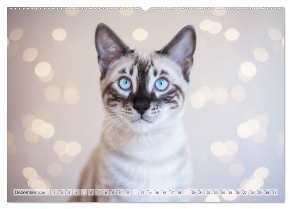 Produktbild: Wildes Wohnzimmer - Die Bengalkatze (hochwertiger Premium Wandkalender 2026 DIN A2 quer), Kunstdruck in Hochglanz