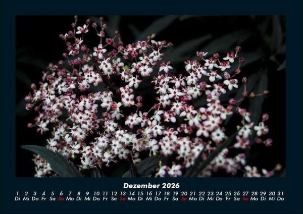 Produktbild: Blumenzauber 2026 Fotokalender DIN A4