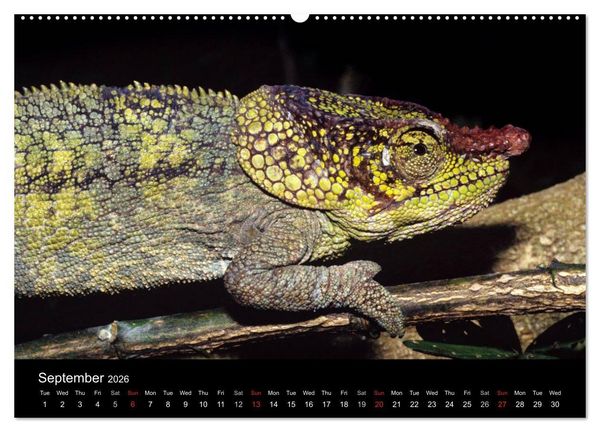 Produktbild: Chameleons Monsters of the African Bush (High Quality Premium Wall Calendar 2026 DIN A2 landscape),CALVENDO 12 Month Wall Calendar