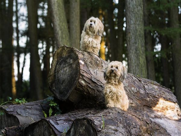 Produktbild: CALVENDO Puzzle Zwei kleine Kobolde im Wald. | 1000 Teile Lege-Gr&ouml;&szlig;e 64x48cm Foto-Puzzle f&uuml;r gl&uuml;ckliche Stunden